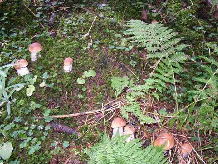  Image name: 00_98 Porcino.jpg 
 width: 700 pixel 
 height: 525 pixel 
 Size: 47986 bytes 
 Click to enlarge 